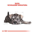 Royal Canin Puppy Miniature Schnauzer pienso para perros , , large image number null